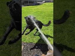 Chores done!
