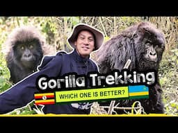 Epic Gorilla Trekking in Uganda vs. Rwanda │ A Powerful Wildlife Experience!