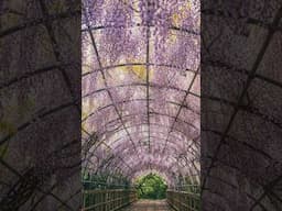 The Enchanting Flower Bridge: A Floral Wonderland!