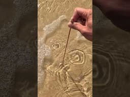 GIANT BEACH WORM from Australia