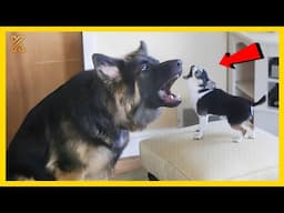 🐕🐾The most DRAMATIC DOG on the planet 🤣Best Dogs Videos