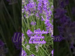 🐝 Un bourdon magique pollinise la lavande 🌿🌸Moment nature apaisant @verakrus568 🇧🇪 #like #comment