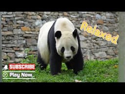 【Life Of Returnee Pandas】Episode 33 Tai Shan's Guide To Joyful Living |  iPanda