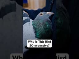 The €1.7 Million Racing Pigeon
