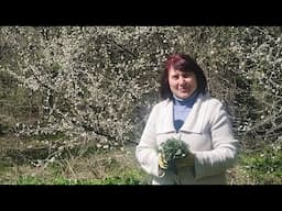 🌿 Крапива — интересные факты, польза, рецепты и народные секреты.