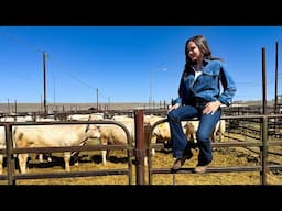 World’s Best Charolais Genetics: Inside the 2025 DeBruycker Bull Sale