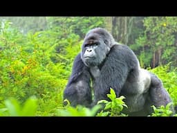 AMAZING NATURE: THE MOUNTAIN GORILLA.