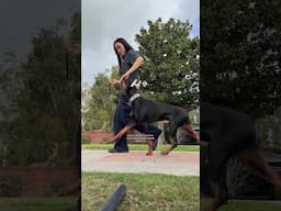 How life has been living with a Doberman puppy #doberman #puppy #dogtraining