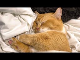 😂 Funniest Cats Videos 😺🐶 || 🥰😹 Hilarious Animal Compilation №685