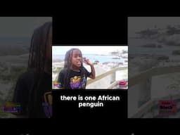 Real Penguins on The HOT Beach!? 🐧 🌞 😱