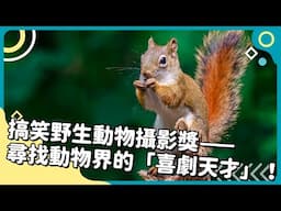 2025年7&8月合刊號 Unit11-2【搞笑野生動物攝影獎——尋找動物界的「喜劇天才」！】-完整課程