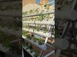 الزراعة المائية الجيل الجديد من الزراعات uae640plus