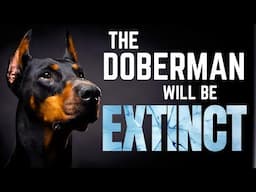 Why the Doberman Could Go Extinct in Your Lifetime