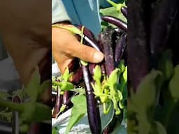 #amazingagricalture eggplant farming #brinjalplant #brinjalfarming