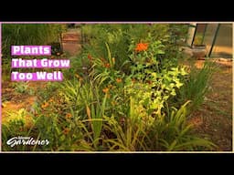 Aggressive Plants | Volunteer Gardener
