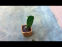 SO HAPPY TO SEE THE NEW GROWTH | CACTUS