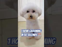 How I groom My Dog in 30seconds ✂️