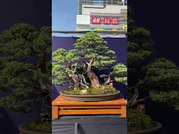 Stunning Bonsai #workofart #art #bonsaitreesforbeginners #plants #plants #tree  #garden