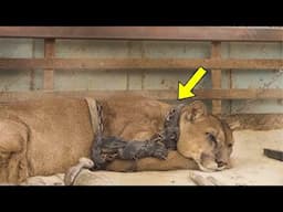 Animal Activists Rescue Chained Puma, They Burst Into Tears When She Refuses To Move