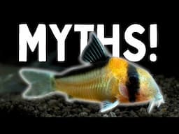 TOP 5 Fish Keeping MYTHS! | DON'T BELIEVE THESE LIES!