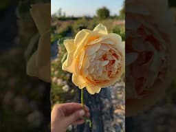 Rose ‘Golden Celebration’, one of the best yellows I’ve ever grown.