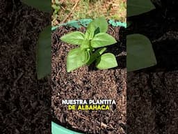 Sembrando ALBAHACA En Maceta Paso A Paso 🪴 #agro #plantas #plants #shorts #short