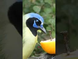 The Birds Need Our Help! Help Save Habitat at South Padre Island!