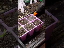 Never skip these DAILY pepper seed starting tasks