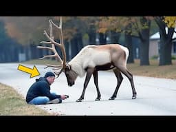 He Sat Quietly As Reindeer Stepped Closer — Then Something Unexpected Happened