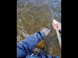 Ray Ban meta flyfish
