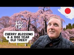 Japan BEST Cherry Blossom Places to Go | 1000 YEAR OLD TREE! (Stop #1)