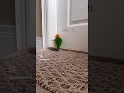 Watch My Bird Try and open the bathroom door 😭 #parrot #caiqueparrot #funnyanimals