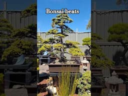 #bonsai Tree at Collectors Corner Melbourne