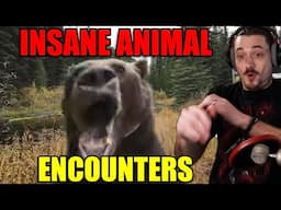 Most TERRIFYING Animal Encounters