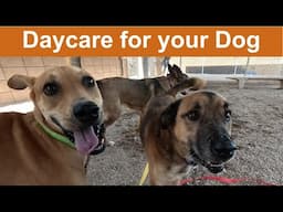 Dog TV for Dogs to Watch: 7 Hours