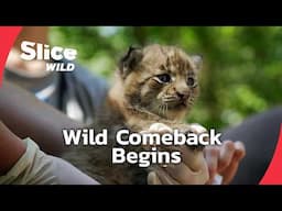 The Comeback: Lynx, Turtles & More | SLICE WILD | FULL DOC
