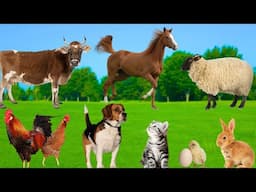 Cute Little Animals - Kittens, Rabbits, Squirrels, Chicks, Puppies, Ducks - Animal Moments
