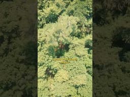 Exploring Old-Growth Forests: Many Vegetative Layers