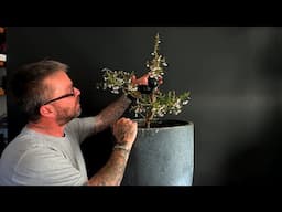 Create a Bonsai Tree with Kojo-no-mai Flowering Cherry