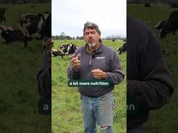 More Nutrition in a Glass of Milk: Regenerative Dairy Farm #regenerativeagriculture