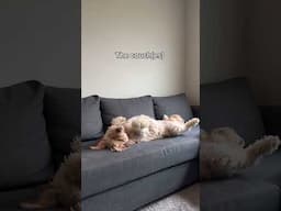 What does yours think they own?