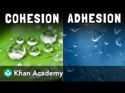 Cohesion and adhesion | Middle school chemistry | Khan Academy