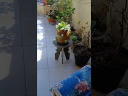 # shorts jardim particular da minha casinha