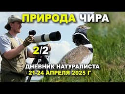 Птицы Чира. Часть 2 из 2. 21-24 апреля 2025 г.