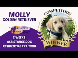 Molly the Golden Retriever Puppy | Competition Winner - 2 Week Assistance Dog Residential Stay