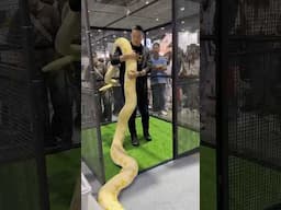 ประกวดงูใหญ่ Thailand Giant Snake 2025