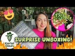 Unboxing import plants from Kartel Daun! 📦 Anthurium hybrids & Hoya 🌿