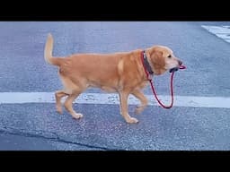 Dog Has Officially Quit Being a Dog 🤣🐶 Funniest Dogs video 2025
