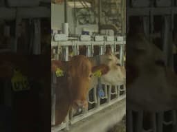 The History of Hoard's Dairy Farm
