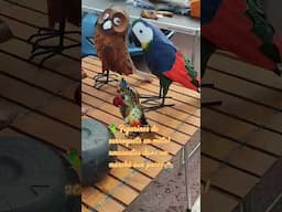 🦜Perroquets en métal rigolos🛍️Découverte colorée au marché aux puces de Tournai🏫#subscribe #brocante